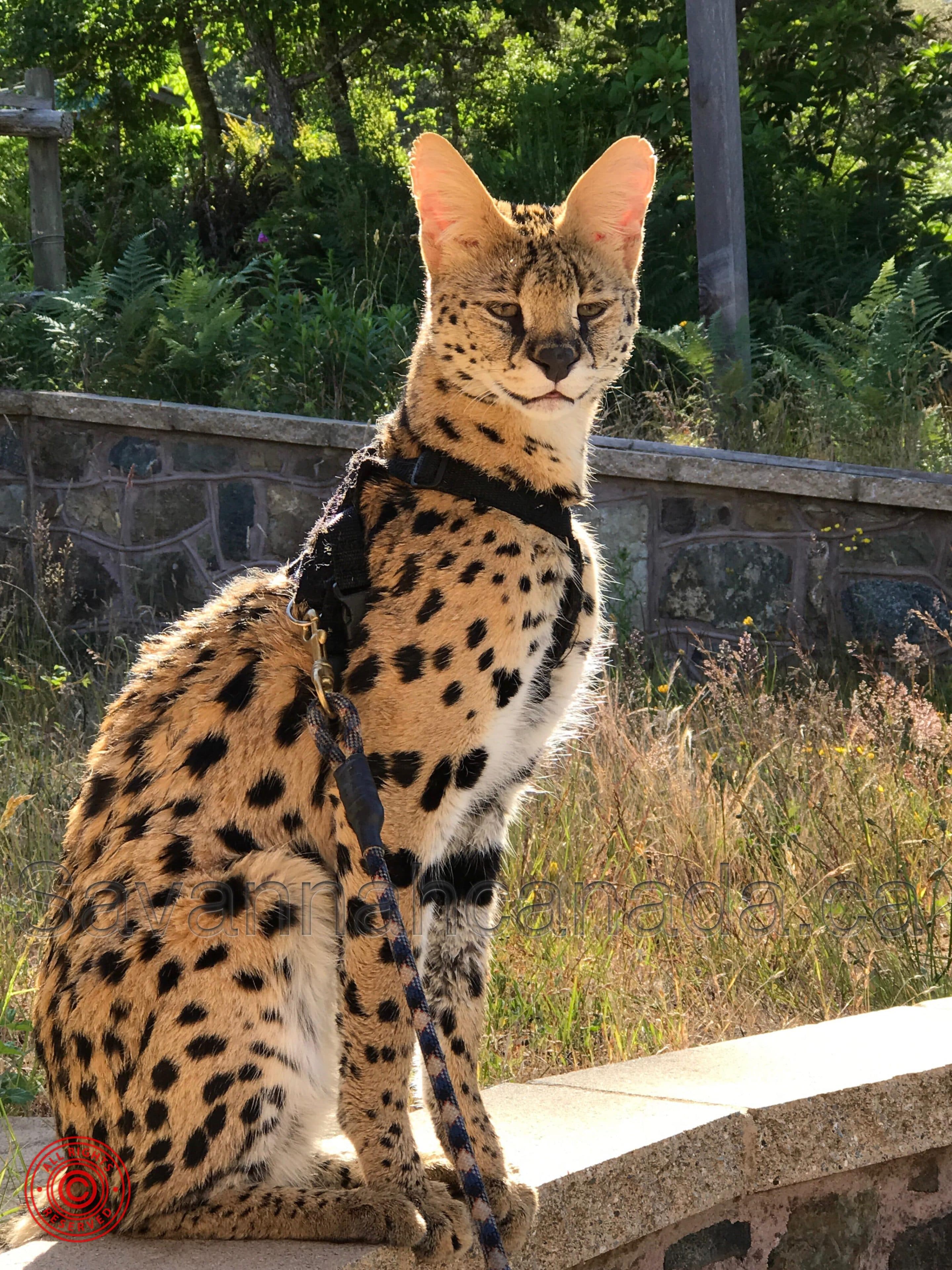 Savannah : un chat pour les personnes allergiques aux poils 